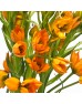 Ornithogalum Db.Yellow Star (Imported) - Orange (Per Bunch)