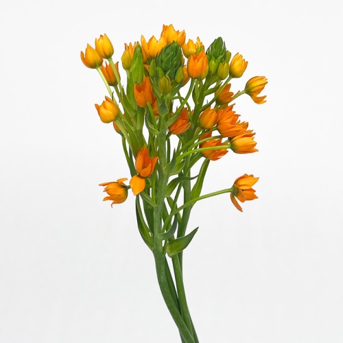 Ornithogalum Db.Yellow Star (Imported) - Orange (Per Bunch)
