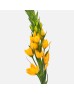 Ornithogalum Thrysoides (Imported) - Orange (5/10 Stems) Ornithogalum Thrysoides (Imported) - Orange (5/10 Stems)