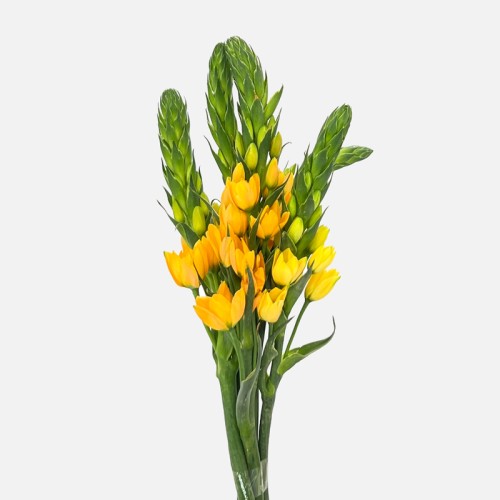 Ornithogalum Thrysoides (Imported) - Orange (5/10 Stems) Ornithogalum Thrysoides (Imported) - Orange (5/10 Stems)