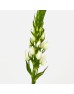 Ornithogalum Thrysoides (Imported) - White (5/10 Stems)