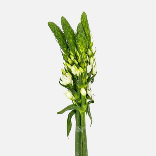 Ornithogalum Thrysoides (Imported) - White (5/10 Stems)