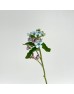 Oxypetalum (Imported) - Blue (Per Bundle)