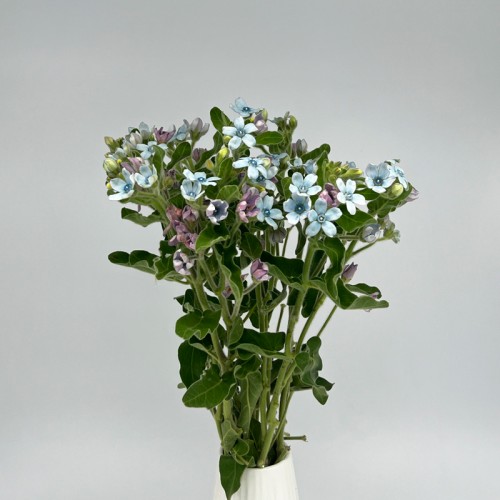 Oxypetalum (Imported) - Blue (Per Bundle)