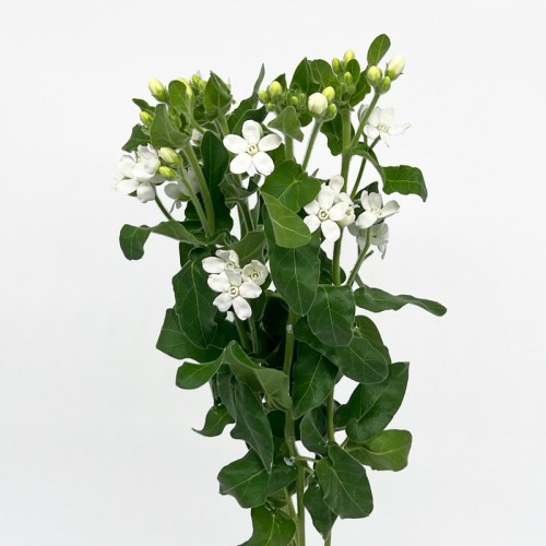Oxypetalum (Imported) - White (Per Bunch)