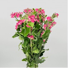 Oxypetalum (Imported) - Pink (Per Bundle) Oxypetalum (Imported) - Pink (Per Bundle)