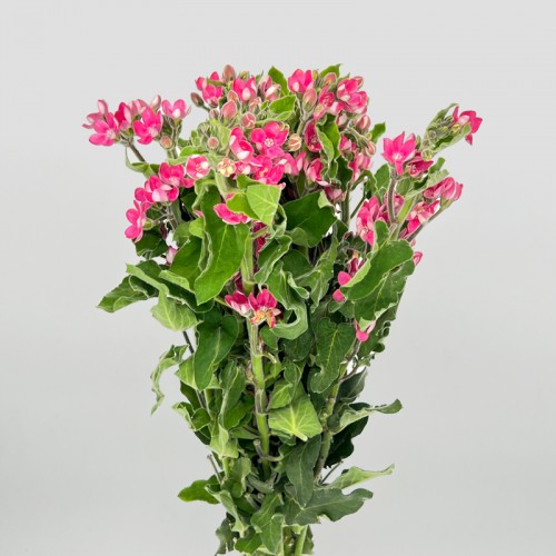 Oxypetalum (Imported) - Pink (Per Bundle)
