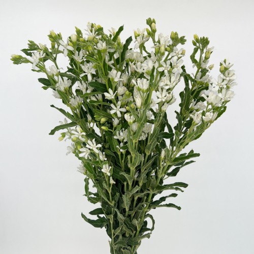 Oxypetalum (Imported) - White (Per Bundle)