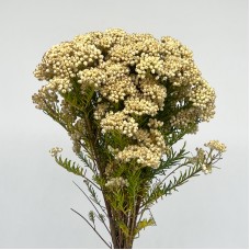 Ozothamnus Cooks (Imported) - Snow White (5 Stems)