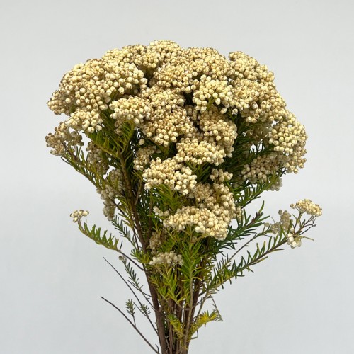 Ozothamnus Cooks (Imported) - Snow White (5 Stems)