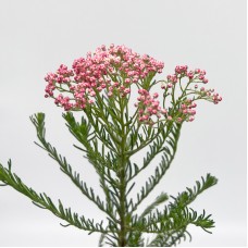 Ozothamnus (Rice Flower) (Imported) - Bright Pink (Per Bundle)
