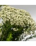 Ozothamnus (Rice Flower) (Imported) - White (Per Bundle)