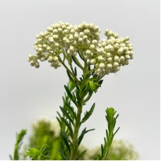 Ozothamnus (Rice Flower) (Imported) - White (Per Bundle)