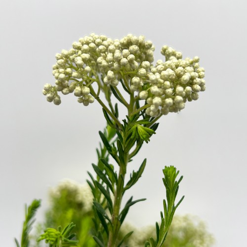 Ozothamnus (Rice Flower) (Imported) - White (Per Bundle)