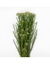 Ozothamnus (Rice Flower) (Imported) - White (Per Bundle)