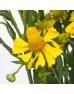 Painted Chrysanthemum (Imported) - Yellow (Per Bundle) Painted Chrysanthemum (Imported) - Yellow (Per Bundle)