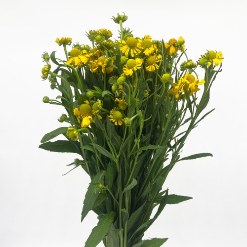 Painted Chrysanthemum (Imported) - Yellow (Per Bundle) Painted Chrysanthemum (Imported) - Yellow (Per Bundle)
