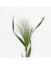 Panicum Fountain (Imported) - (Per Bundle)