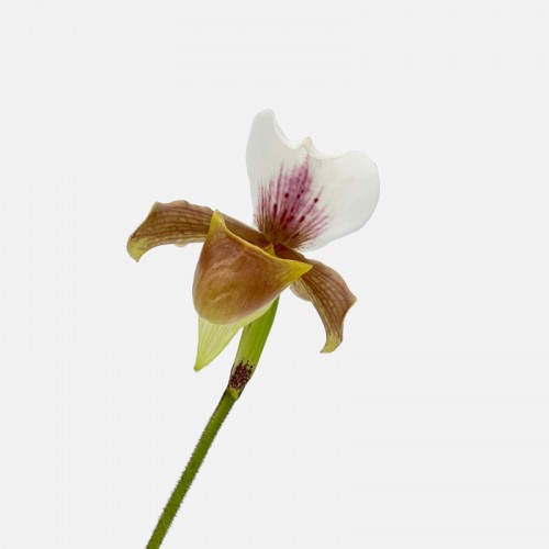 Paphiopedilum (Imported) - (Per Stem) Paphiopedilum (Imported) - (Per Stem)
