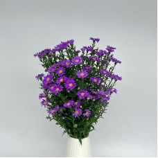 Peacock (Local) - Dark Purple (Per Bunch) Peacock (Local) - Dark Purple (Per Bunch)