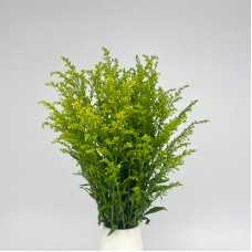 Peacock (Local) - Yellow (Per Bunch) Peacock (Local) - Yellow (Per Bunch)