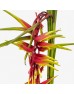 Pendula (Local) - Red (5 Stems) Pendula (Local) - Red (5 Stems)