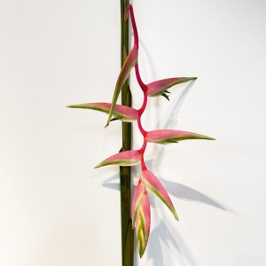 Pendula (Local) - Sexy Pink (5 Stems)