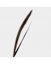 Pennisetum (Imported) - (Per Bundle)