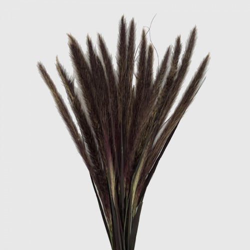 Pennisetum (Imported) - (Per Bundle)