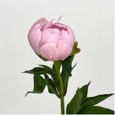 Peony (Imported) - Angel Cheek (5 Stems) Peony (Imported) - Angel Cheek (5 Stems)