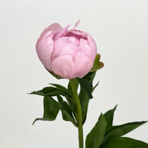 Peony (Imported) - Angel Cheek (5 Stems)