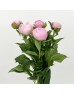 Peony (Imported) - Angel Cheek (5 Stems)