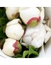 Peony (Imported) - Carnival (5 Stems)