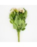 Peony (Imported) - Carnival (5 Stems)