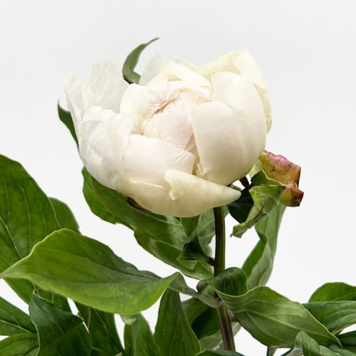 Peony (Imported) - Carnival (5 Stems)