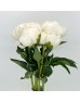 Peony (Imported) - Cream Bowl (5 Stems)