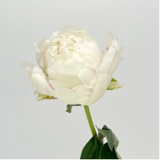 Peony (Imported) - Cream Bowl (5 Stems) Peony (Imported) - Cream Bowl (5 Stems)