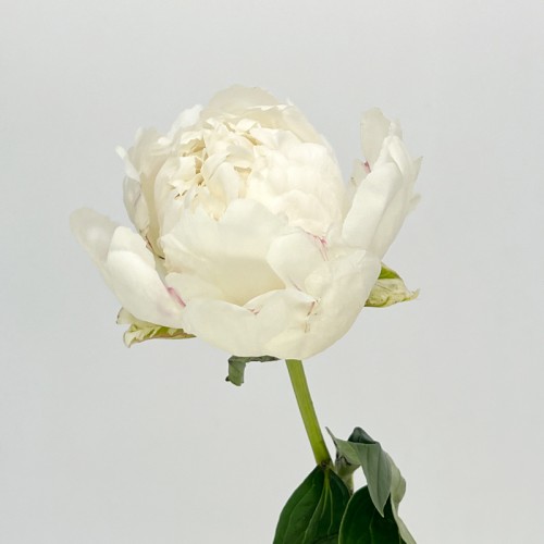 Peony (Imported) - Cream Bowl (5 Stems)