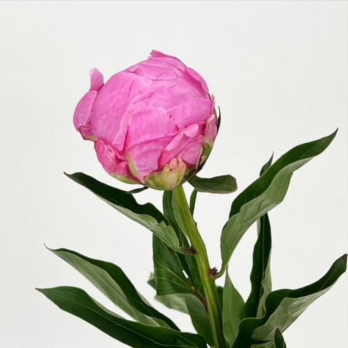 Peony (Imported) - Femming (5 Stems) Peony (Imported) - Femming (5 Stems)