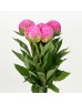 Peony (Imported) - Femming (5 Stems) Peony (Imported) - Femming (5 Stems)
