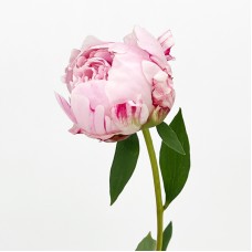Peony (Imported) - Sarah Pink (5 Stems) Peony (Imported) - Sarah Pink (5 Stems)