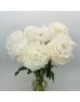 Peony (Imported) - Bowl of Cream (5 Stems) Peony (Imported) - Bowl of Cream (5 Stems)