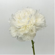 Peony (Imported) - Bowl of Cream (5 Stems)