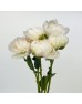 Peony (Imported) - Bowl of Cream (5 Stems) Peony (Imported) - Bowl of Cream (5 Stems)