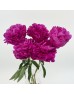 Peony (Imported) - Kansas (5 Stems) Peony (Imported) - Kansas (5 Stems)