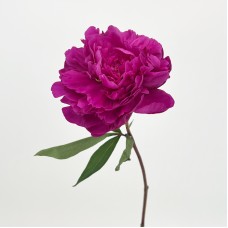 Peony (Imported) - Kansas (5 Stems)
