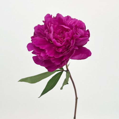 Peony (Imported) - Kansas (5 Stems) Peony (Imported) - Kansas (5 Stems)