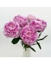 Peony (Imported) - Sarah Bernhardt (5 Stems) Peony (Imported) - Sarah Bernhardt (5 Stems)
