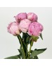Peony (Imported) - Sarah Bernhardt (5 Stems) Peony (Imported) - Sarah Bernhardt (5 Stems)