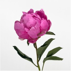 Peony (Imported) - Alexander Flaming (1/5 Stems) Peony (Imported) - Alexander Flaming (1/5 Stems)